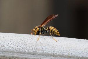 アシナガバチ