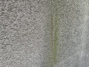 外壁に苔・カビ・黒ずみがある